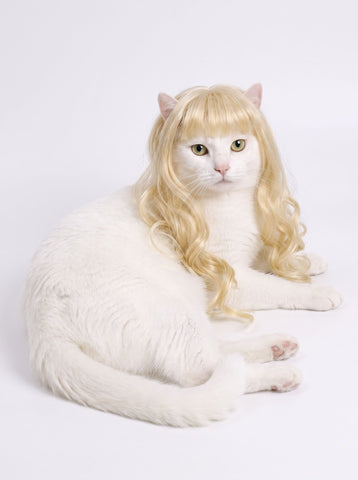 Funny Curly Realistic Pet Dog Wig